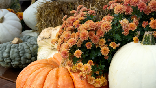 fall-maintenance
