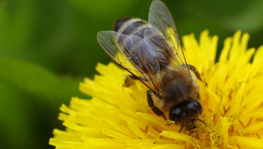 bee spreading pollen
