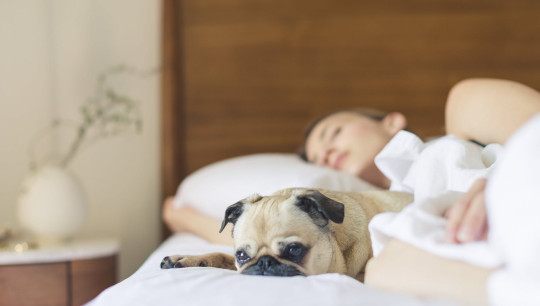 sleeping in bed with dog