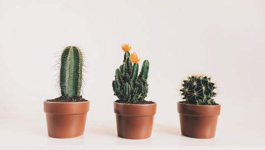 indoor plants