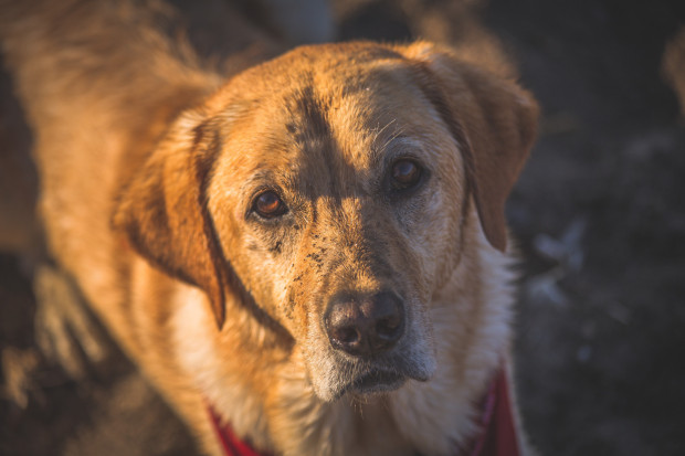 Staring Dog