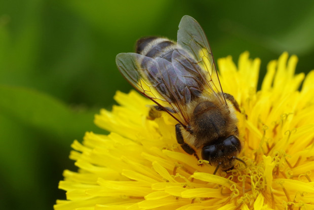 bee spreading pollen