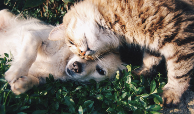 Hypoallergenic Cat and Dog