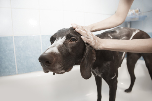 Keeping your Air Quality Clean while living with pets