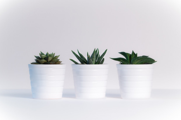 Indoor Plants for Air Quality | Improve Air Quality I Your Home