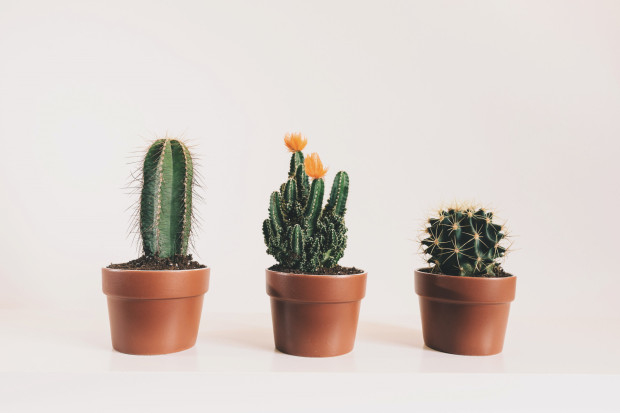 indoor plants