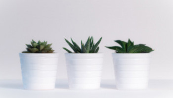 Plants to improve your home and clean your air